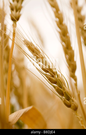 Close-up di frumento, Saskatchewan, Canada Foto Stock