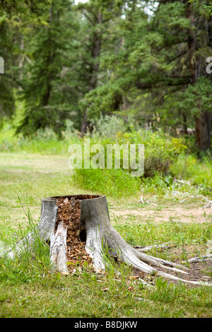 Ceppo di albero a Fort Walsh, Saskatchewan in Cypress Hills Foto Stock