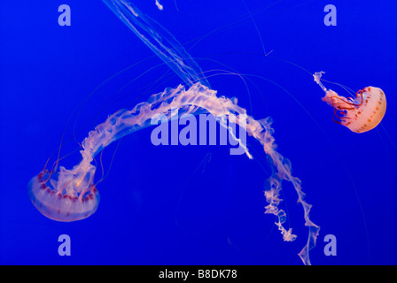 Meduse rosa in acque blu Foto Stock