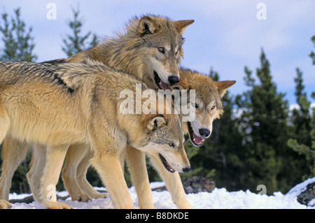 Tk0271, Thomas Kitchin; Lupi grigi riprodurre il comportamento delle Montagne Rocciose Inverno Canis lupus Foto Stock