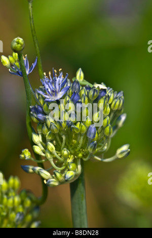 Close-up di fiori di testa del blue globe cipolla, (Allium caeruleum synonymn Allium azureum) con fiori appena cominciando ad aprire. Foto Stock