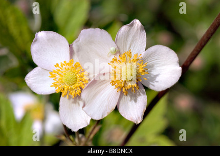 Bianco giallo dei fiori di Hardy di foglie di uva Ranunculaceae Anemone, Anemone tomentosa Foto Stock