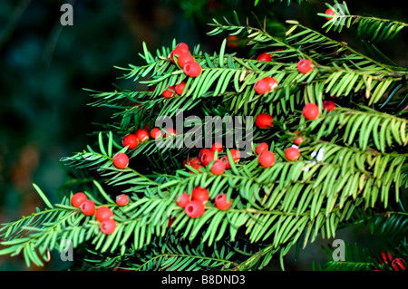 Verde di conifere e bacche rosse di unione yew, Taxus baccata Foto Stock