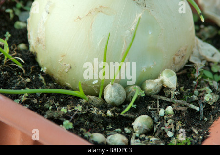 La Gravidanza Di Una Pianta Di Cipolla Foto Stock Alamy