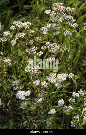 Fiore bianco del nobile achillea, Achillea Nobilis, Europa Foto Stock