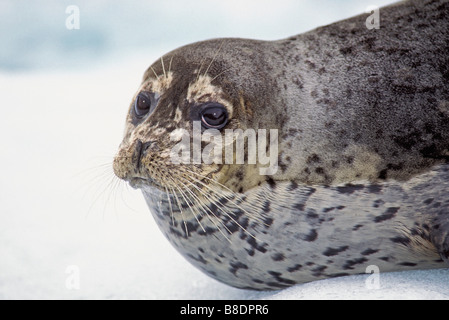 Guarnizione di tenuta del porto, Phoca vitulina, Le Conte Glacier, Alaska Foto Stock