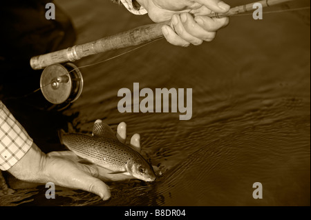 Nel Galles; Wrexham. Un pescatore sprigiona dolcemente un piccolo temolo catturato sul fiume Foto Stock