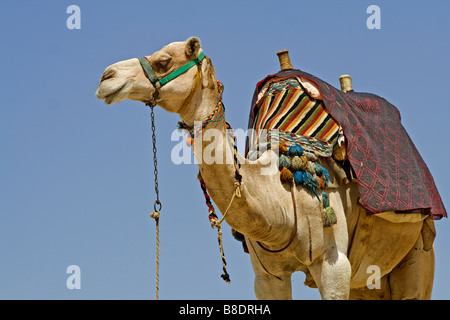 Cammello con una coperta decorativa in Giza, Egitto Foto Stock