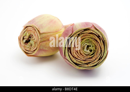 Carciofo Cynara cardunculus su sfondo bianco Foto Stock