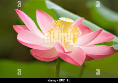 Fiore rosa e giallo di Nelumbo nucifera, loto indiano, loto sacro, fagioli indiani, Nelumbium speciosum, e Nympha in primo piano. Foto Stock