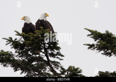 Aquila calva coppia guardia nest Victoria British Columbia Canada Foto Stock