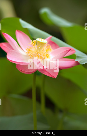 Fiore rosa e giallo di Nelumbo nucifera, loto indiano, loto sacro, fagiolo indiano. Splendida fioritura acquatica contro foglie verdi. Foto Stock