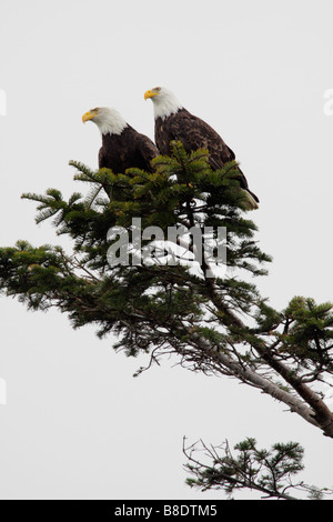 Aquila calva coppia guardia nest Victoria British Columbia Canada Foto Stock