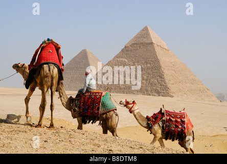 Il Cairo, Egitto. Cammelli presso le Piramidi di Giza. 2009. Foto Stock
