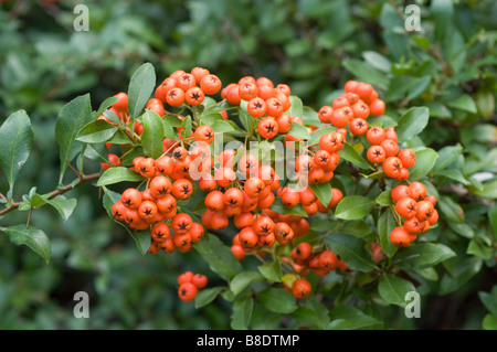 Bacche di colore rosso scarlatto firethorn , Pyracantha coccinea, Nord America, STATI UNITI D'AMERICA Foto Stock