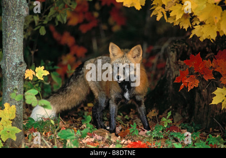 Tk0725, Thomas Kitchin; Red Fox autunno aceri di monte Croce in fase di colore Minnesota Vulpes vulpes Foto Stock