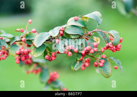 Bacche rosse delle Rosaceae, Cotoneaster roseus, Himalaya, Afghanistan Foto Stock