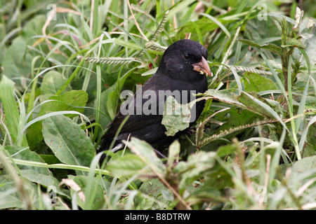 La massa di Darwin finch, Geospiza, con boccone di sementi a Puerto Ayora Highlands, Isola di Santa Cruz, Galapagos, Ecuador Foto Stock