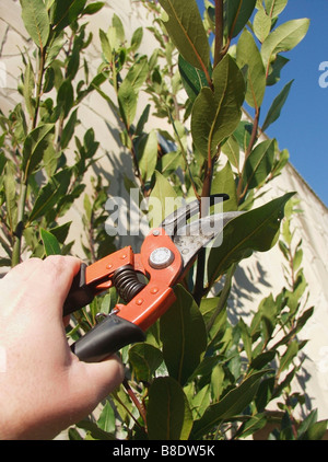 La potatura di un alloro Laurus nobilis Foto Stock