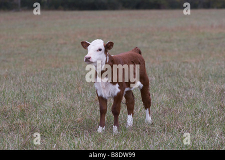 Baby brown Polled Hereford Calve) in un campo di un'azienda Foto Stock