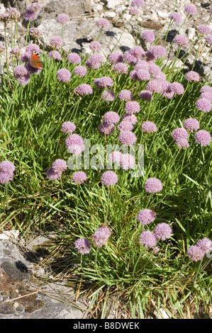 Tedesco, aglio Aglio di montagna , Allium senescens subsp. montanum, impianto di calcare Foto Stock