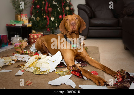 Scena di natale di Vizsla ungherese dog sitter tra shredded xmas carta di avvolgimento che ha appena masticato fino! Foto Stock