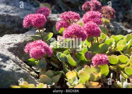 Rosa Stonecrop mongola, Hylotelephium ewersii, Sedum ewersii, Himalaya, Mongolia, Asia Foto Stock