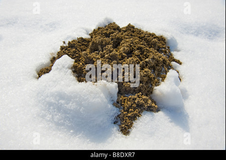 Un fresco molehill mole hill nella neve invernale mole bat foro di apertura Foto Stock