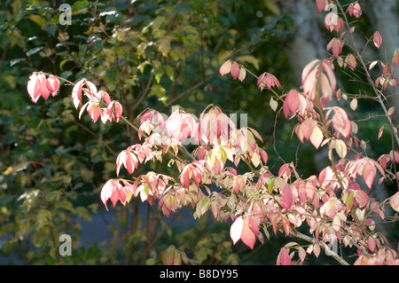 Foglie rosa e rosse di Burningbush illuminate dal sole, cespuglio ardente alato, Euonymus alatus in un giardino durante l'autunno. Foto Stock