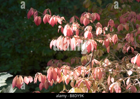 Vivace fogliame rosso di Burningbush, cespuglio ardente alato, Euonymus alatus durante la stagione autunnale alla luce del sole. Foto Stock