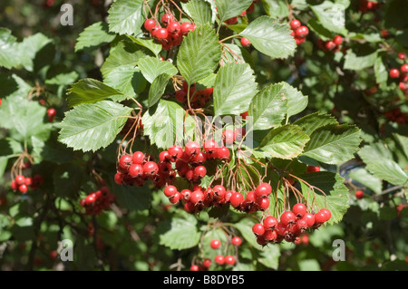 Bacche rosse vibranti di biancospino carnoso, biancospino spinale lungo, biancospino succulento (Crataegus succulenta) in autunno, Nord America. Foto Stock