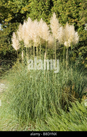 Grandi pennacchi di erba pampas uruguaiana, Cortaderia selloana, che crescono in un lussureggiante giardino con alti steli bianchi piumati e fogliame verde. Foto Stock