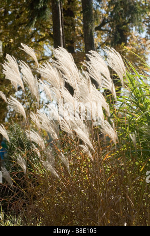 Silvergrass cinese, erba ornamentale, graminacee, Miscanthus sinensis var zebrinus Foto Stock