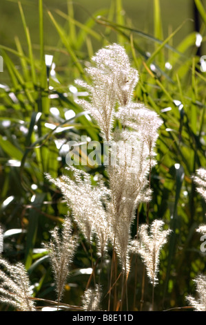 Silvergrass cinese, erba ornamentale, graminacee, Miscanthus sinensis var zebrinus Foto Stock