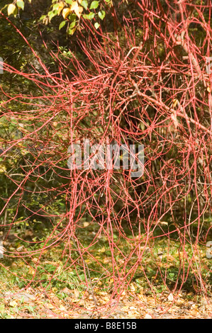 Legno di Dogwood siberiano (Cornus alba Sibirica) con vivaci gambi cortecciati in un giardino. I rami Tatarian Dogwood in autunno o in inverno. Foto Stock