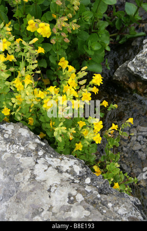 Primrose Monkey Flower, Mimulus primuloides, Phrymaceae Foto Stock