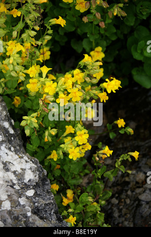 Primrose Monkey Flower, Mimulus primuloides, Phrymaceae Foto Stock