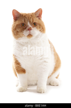 Il bianco e il rosso dei capelli corti Selkirk Rex Cat seduta Studio Foto Stock