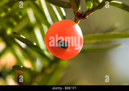 Chiudere fino a bacca rossa di yew tree Taxus brevifolia Foto Stock