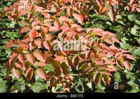 Autunno rosso foglie della pianta di merito, Kousa corniolo, sanguinello Cinese, Coreano sanguinello, Cornaceae, Cornus kousa chinensis var Foto Stock