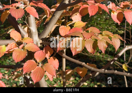 Autunno rosso foglie della pianta di merito, Kousa corniolo, sanguinello Cinese, Coreano sanguinello, Cornaceae, Cornus kousa chinensis var Foto Stock