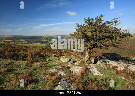 Vista sul pomeriggio soleggiato a Combestone Tor guardando verso Dartmeet, Dartmoor Devon, Inghilterra Foto Stock