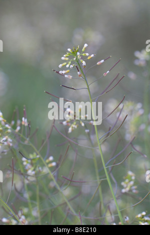 Thale cress Arabidopsis thaliana un membro della senape famiglia del cavolo South Lanarkshire Scozia Scotland Foto Stock