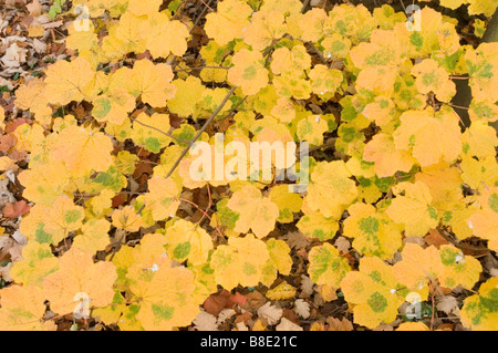 Foglie autunnali di acero italiano, Acer opalus subsp. Obtusatum, Aceraceae, in un ambiente forestale naturale. Foto Stock