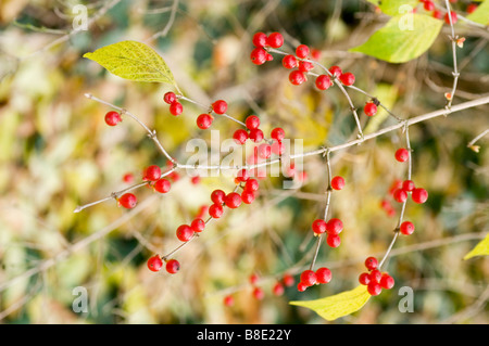 Bacche rosse di Amur caprifoglio - caprifoliaceae, Lonicera Maackii Erubescens, Asia Foto Stock