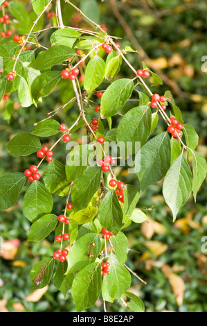 Bacche rosse di Amur caprifoglio - caprifoliaceae, Lonicera Maackii Erubescens, Asia Foto Stock