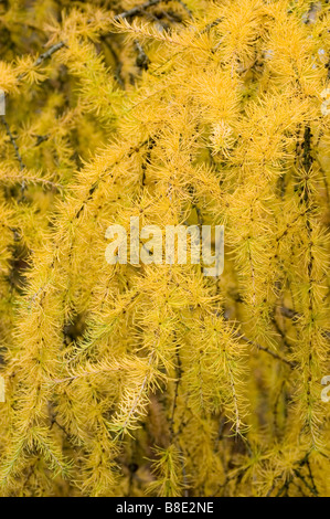 Giallo larice giapponese, Pinaceae, Larix kaempferi Foto Stock