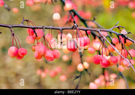 Autunno rosso frutti di transitoria Crabapple, transitoria Crab Apple, Malus transitoria Foto Stock