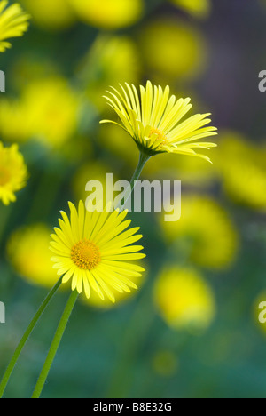 Leopard's-bane Doronicum pardalianches South Ayrshire in Scozia Foto Stock