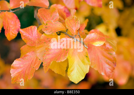 Rosso Giallo Foglie di autunno fogliame di Persiano di Ferrobosco, persiano Parotia, Hamamelidaceae, Parrotia Persica Foto Stock